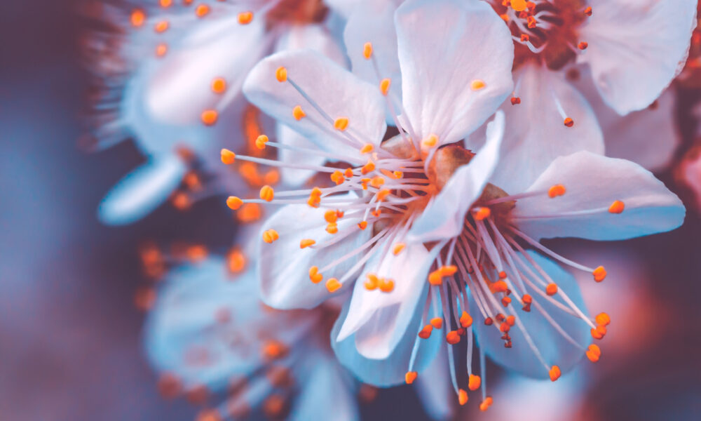 Cherry trees stolen