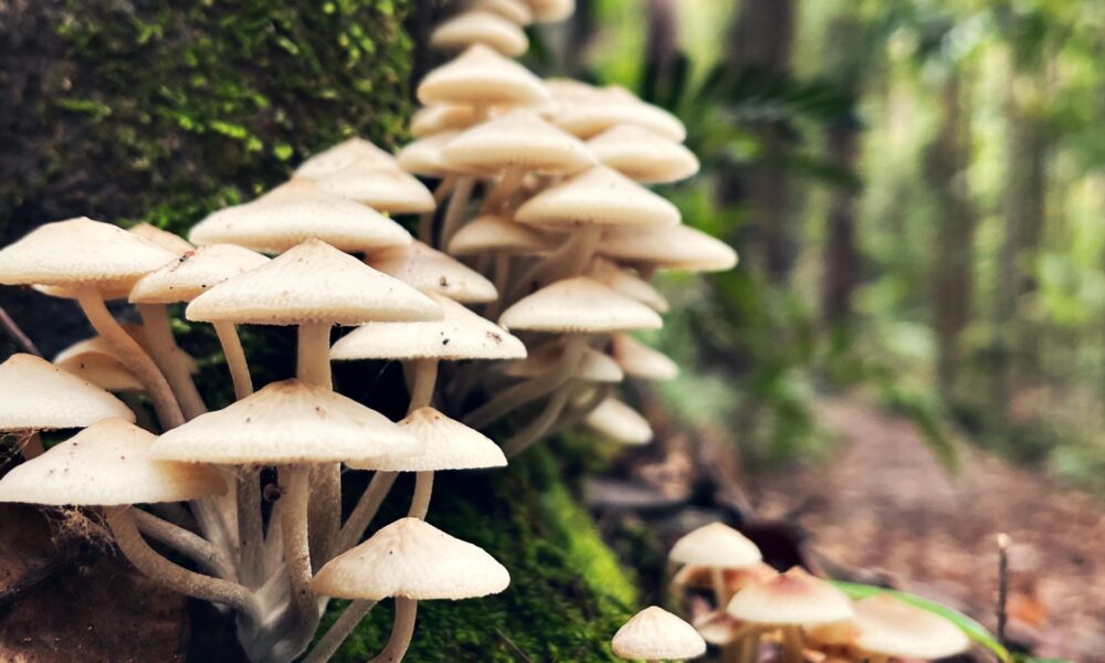 Do mushrooms have superpowers Here's what the science says