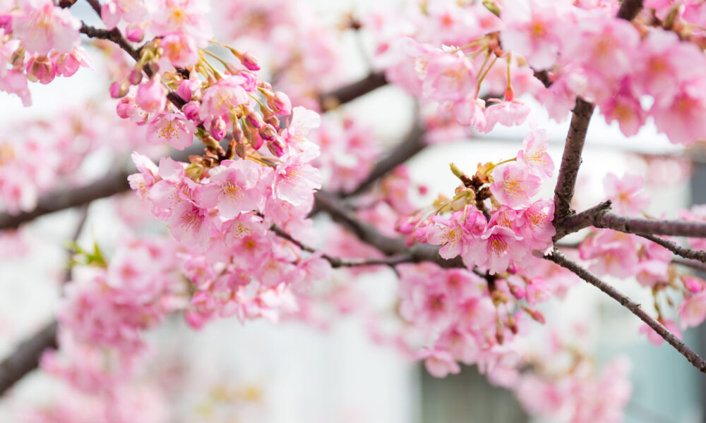 Kent's cherry tree blossom links to Japan