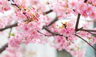 Kent's cherry tree blossom links to Japan
