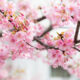 Kent's cherry tree blossom links to Japan